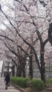 SAKURA!!