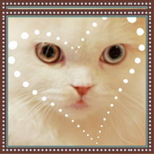 猫好きのための。。