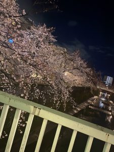 【レイヤーなら船山指名】家の近くの桜がキレイ