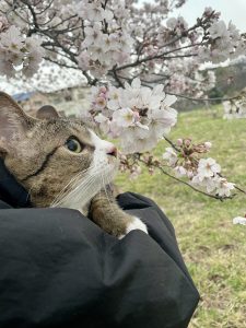 お花見☆彡